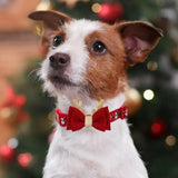 Jack Russell Terrier in a festive red bow tie collar for a Christmas dog collar