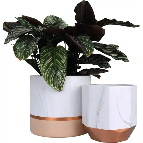 Modern white ceramic planters with rose gold accents showcasing a lush Calathea plant