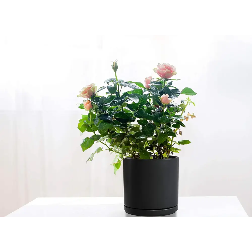 Pink roses with green foliage in a ceramic planter pot with drainage hole