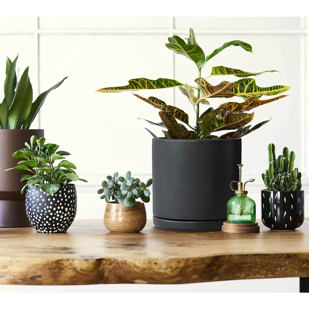 Collection of houseplants in decorative ceramic planter pot with drainage hole on wood