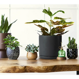 Collection of houseplants in decorative ceramic planter pot with drainage hole on wood