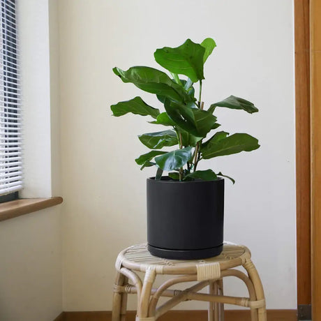 Fiddle leaf fig in a black ceramic planter pot with drainage hole on rattan stool