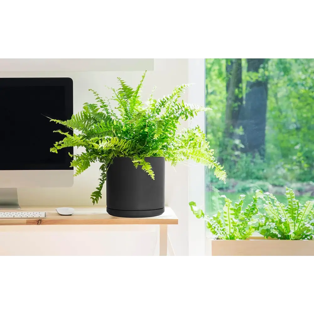 Vibrant green fern in a black ceramic planter pot with drainage hole