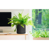 Vibrant green fern in a black ceramic planter pot with drainage hole