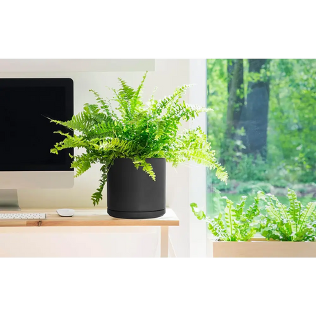 Vibrant green fern in a black ceramic planter pot with drainage hole