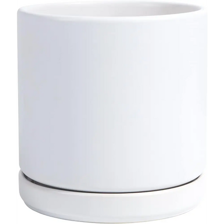 White ceramic planter pot with drainage hole, featuring a green fern and drainage saucer