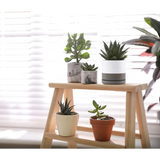 Wooden step stool with potted Peperomia in stylish ceramic succulent planter