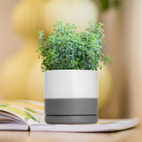 Fresh thyme plant in a stylish ceramic succulent planter with gray and white design