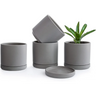 Modern gray ceramic succulent pots with drainage saucers for Peperomia plants