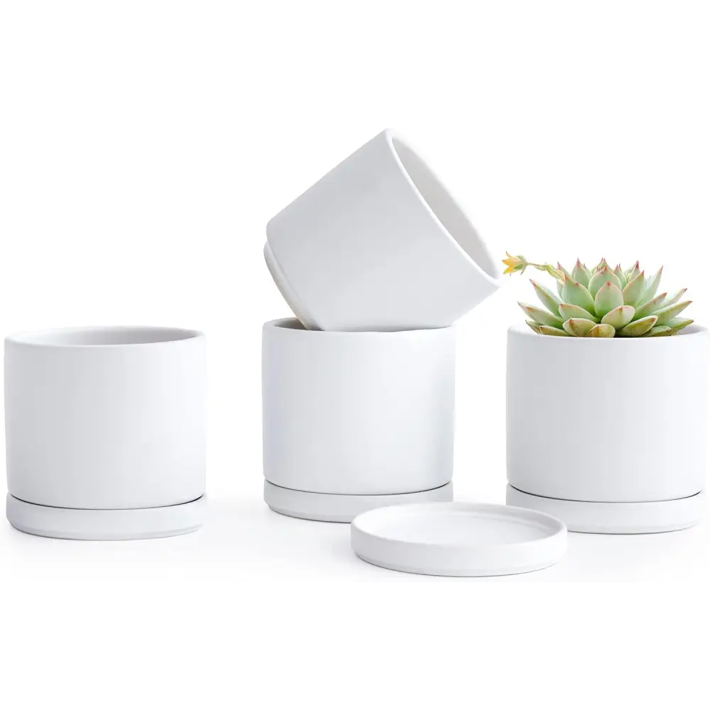 White ceramic succulent pots with matching saucers for Peperomia planting