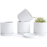 White ceramic succulent pots with matching saucers for Peperomia planting