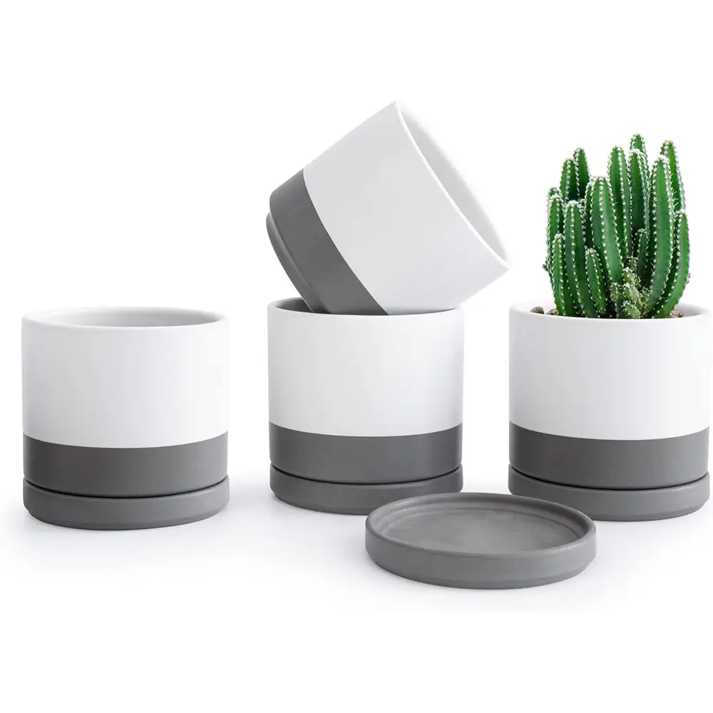 White ceramic succulent pots with gray bases and drainage trays featuring Peperomia